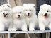 PoulaTo: 6 όμορφα υγιή Samoyed κουτάβια